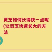 灵芝如何长得快一点呢(让灵芝快速长大的方法