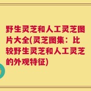 野生灵芝和人工灵芝图片大全(灵芝图集：比较野生灵芝和人工灵芝的外观特征)