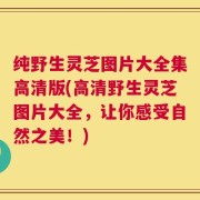 纯野生灵芝图片大全集高清版(高清野生灵芝图片大全，让你感受自然之美！)