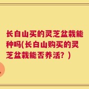长白山买的灵芝盆栽能种吗(长白山购买的灵芝盆栽能否养活？)