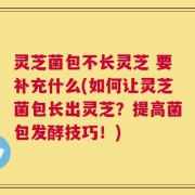 灵芝菌包不长灵芝 要补充什么(如何让灵芝菌包长出灵芝？提高菌包发酵技巧！)