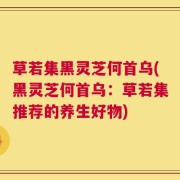 草若集黑灵芝何首乌(黑灵芝何首乌：草若集推荐的养生好物)