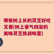 哪些树上长的灵芝好吃又香(树上香气四溢的美味灵芝挑战味蕾)
