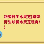 路旁野生木灵芝(路旁野生珍稀木灵芝现身！)