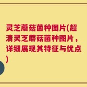 灵芝蘑菇菌种图片(超清灵芝蘑菇菌种图片，详细展现其特征与优点)