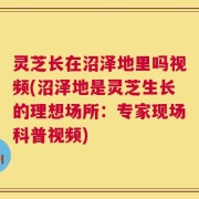 灵芝长在沼泽地里吗视频(沼泽地是灵芝生长的理想场所：专家现场科普视频)