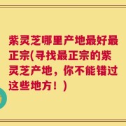 紫灵芝哪里产地最好最正宗(寻找最正宗的紫灵芝产地，你不能错过这些地方！)