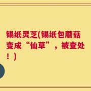 锡纸灵芝(锡纸包蘑菇变成“仙草”，被查处！)