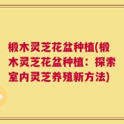 椴木灵芝花盆种植(椴木灵芝花盆种植：探索室内灵芝养殖新方法)
