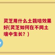 灵芝用什么土栽培效果好(灵芝如何在不同土壤中生长？)