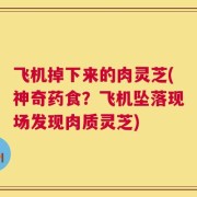 飞机掉下来的肉灵芝(神奇药食？飞机坠落现场发现肉质灵芝)