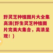野灵芝种植图片大全集高清(野生灵芝种植图片完美大集合，高清呈现！)