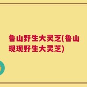 鲁山野生大灵芝(鲁山现现野生大灵芝)