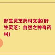 野生灵芝药材文案(野生灵芝：自然之神奇药材)