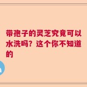 带孢子的灵芝究竟可以水洗吗？这个你不知道的