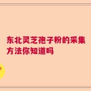 东北灵芝孢子粉的采集方法你知道吗