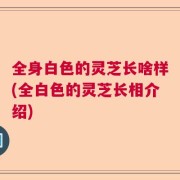 全身白色的灵芝长啥样(全白色的灵芝长相介绍)