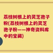 荔枝树根上的灵芝孢子粉(荔枝树根上的灵芝孢子粉——神奇资料库中的宝藏)