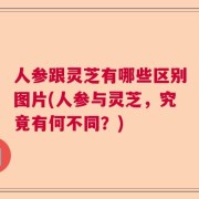 人参跟灵芝有哪些区别图片(人参与灵芝，究竟有何不同？)