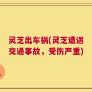 灵芝出车祸(灵芝遭遇交通事故，受伤严重)