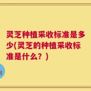 灵芝种植采收标准是多少(灵芝的种植采收标准是什么？)