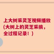 上大树采灵芝视频播放(大树上的灵芝采摘，全过程记录！)