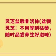 灵芝盆栽非活体(盆栽灵芝：不用等到枯萎，随时品尝养生好滋味)