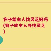 狗子给主人找灵芝好吗(狗子助主人寻找灵芝)