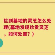 捡到墓地的灵芝怎么处理(墓地发现珍贵灵芝，如何处置？)