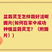 盆栽灵芝怎样栽好活呢图片(如何在家中成功种植盆栽灵芝？（附图片）)