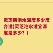 灵芝菌泡水温度多少度合适(灵芝泡水适宜温度是多少？)