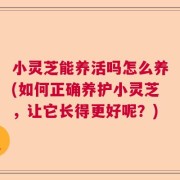 小灵芝能养活吗怎么养(如何正确养护小灵芝，让它长得更好呢？)