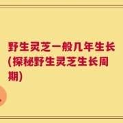 野生灵芝一般几年生长(探秘野生灵芝生长周期)