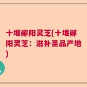 十堰郧阳灵芝(十堰郧阳灵芝：滋补圣品产地)