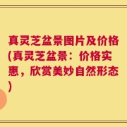 真灵芝盆景图片及价格(真灵芝盆景：价格实惠，欣赏美妙自然形态)