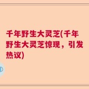千年野生大灵芝(千年野生大灵芝惊现，引发热议)