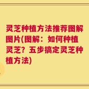 灵芝种植方法推荐图解图片(图解：如何种植灵芝？五步搞定灵芝种植方法)