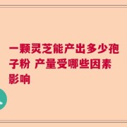 一颗灵芝能产出多少孢子粉 产量受哪些因素影响