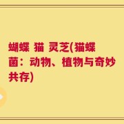 蝴蝶 猫 灵芝(猫蝶菌：动物、植物与奇妙共存)