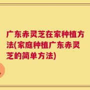 广东赤灵芝在家种植方法(家庭种植广东赤灵芝的简单方法)