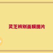 灵芝辨别面膜图片