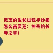 灵芝的生长过程手抄报怎么画灵芝：神奇的长寿之草)