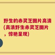 野生的赤灵芝图片高清(高清野生赤灵芝图片，惊艳呈现)