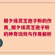 朝夕缘灵芝孢子粉的作用_朝夕缘灵芝孢子粉的神奇功效与作用解析