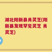 湖北阳新县肖灵芝(阳新县发现罕见灵芝 肖灵芝)