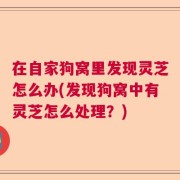在自家狗窝里发现灵芝怎么办(发现狗窝中有灵芝怎么处理？)