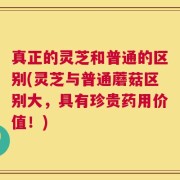 真正的灵芝和普通的区别(灵芝与普通蘑菇区别大，具有珍贵药用价值！)