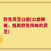 野生灵芝口感(口感鲜美，极具野生风味的灵芝)