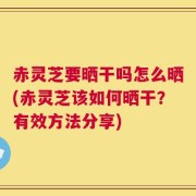 赤灵芝要晒干吗怎么晒(赤灵芝该如何晒干？有效方法分享)