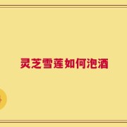 灵芝雪莲如何泡酒